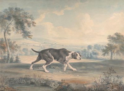 The Spanish Pointer by John Chessell Buckler